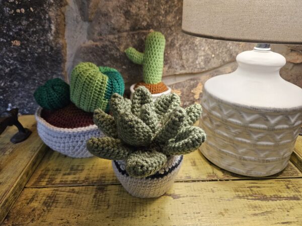 House Plants